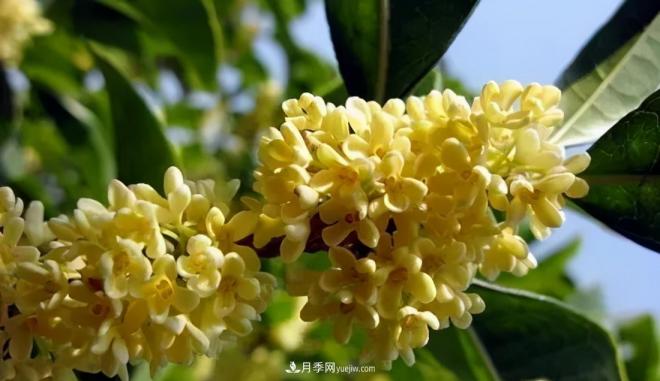 南陽桂花多達45個品種，漲知識了(圖3)