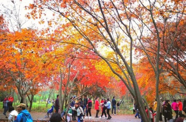 2020年火爆的叢生樹，2021年還會火下去嗎？(圖4)