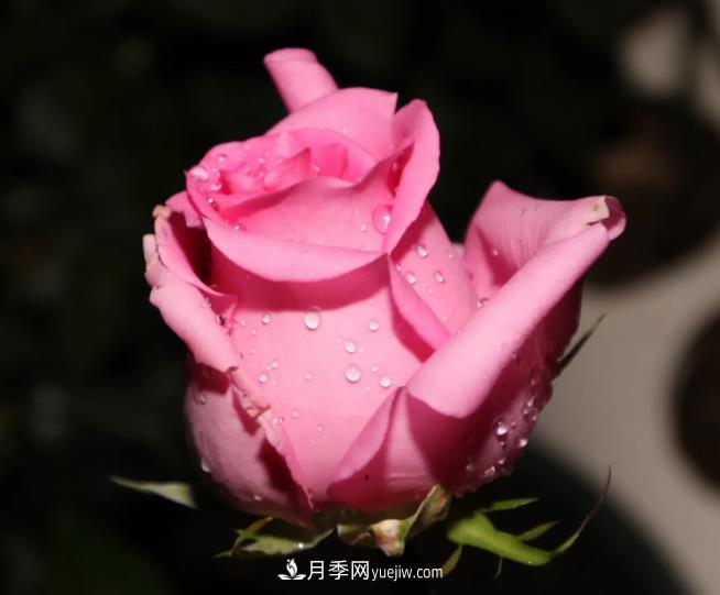 蘇醒月季，適合南方夏天的切花月季品種(圖3)