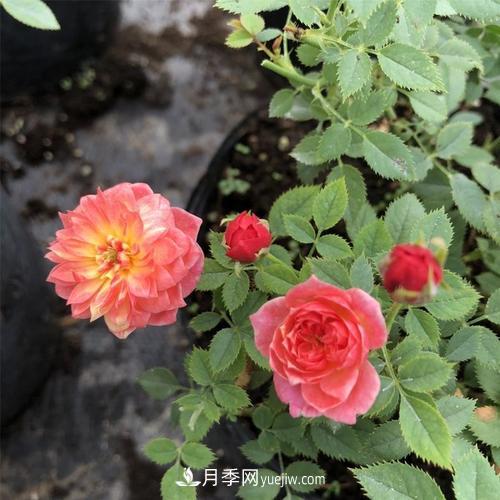 喜歡捉迷藏，但是容易暴露的“法國小姐月季”(圖1)
