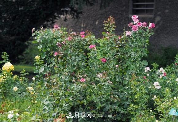 2020年zui受歡迎的月季新品之一：藍(lán)莓蛋糕(圖2)