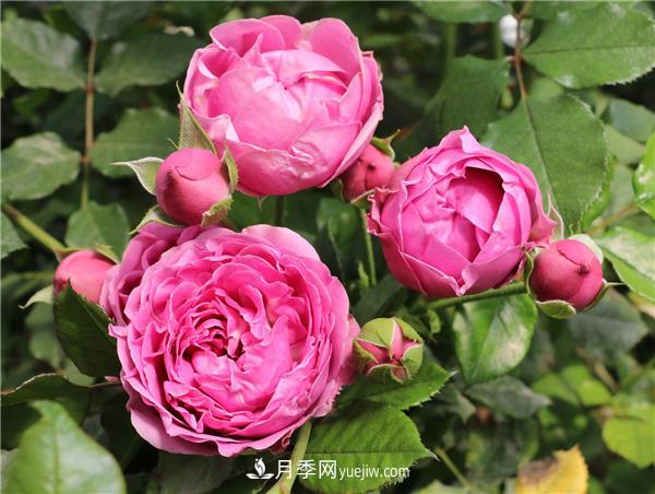 切花月季的栽培管理要點(diǎn)有哪些？(圖1)