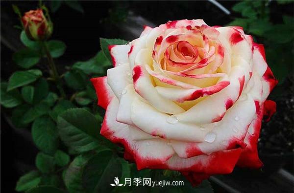 法拉皇后月季，一個優(yōu)秀的小眾月季(圖2)