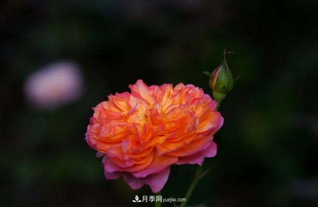 歐月月季種一棵長一片，陽臺庭院都能養(yǎng)，見過的人都喜歡(圖2)