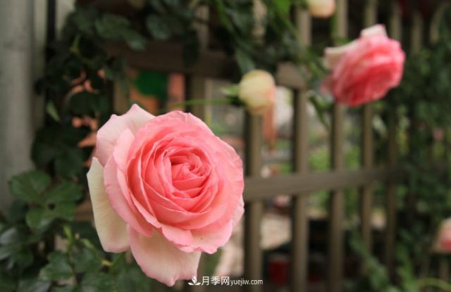 歐月月季種一棵長一片，陽臺庭院都能養(yǎng)，見過的人都喜歡(圖3)