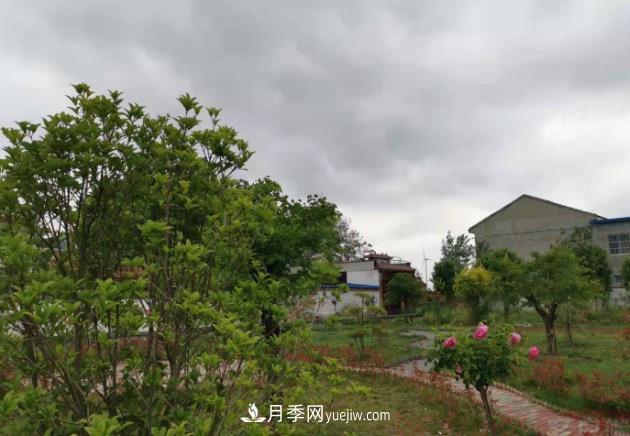 十三五以來(lái)，許昌市累計(jì)完成林業(yè)生態(tài)建設(shè)面積120余萬(wàn)畝(圖1)