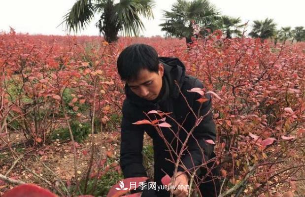 安徽鳳陽：一村一品特色種植業(yè) 種出幸?；?圖1)