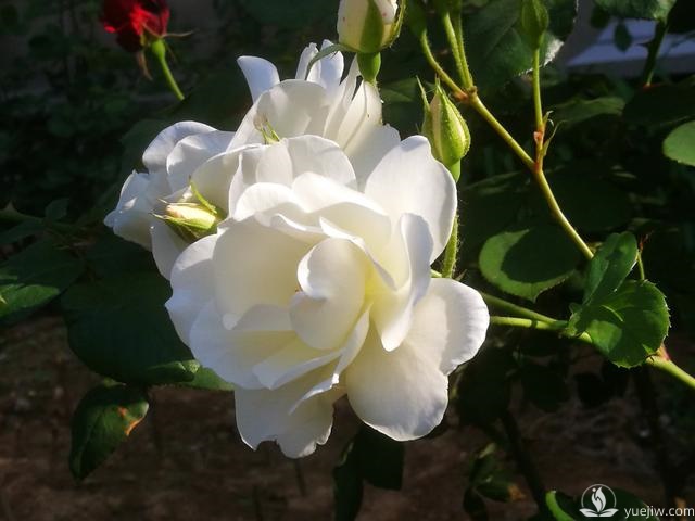 管理月季花的計(jì)劃表，二月份月季養(yǎng)護(hù)要怎么做？(圖1)