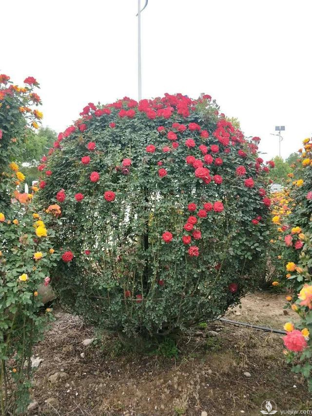 管理月季花的計(jì)劃表，二月份月季養(yǎng)護(hù)要怎么做？(圖2)