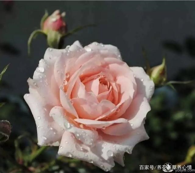 早春養(yǎng)殖月季要避開5個(gè)坑，月季開花多又大(圖1)