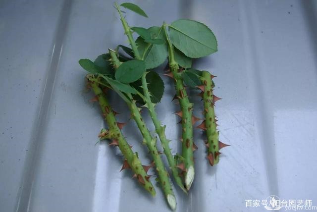 扦插月季從這三點(diǎn)開始，成活率相當(dāng)高了(圖1)