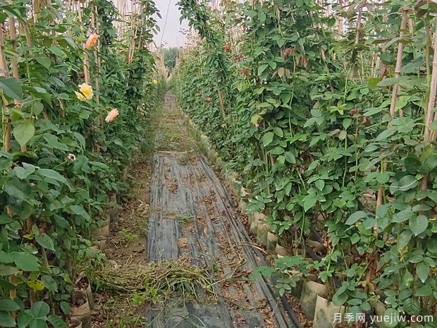 南陽藤本月季基地，1.5-2米爬藤月季出售量大(圖3)