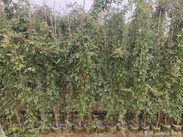 2米高紅木香，優(yōu)秀爬藤花卉基地批發(fā)價格(圖4)