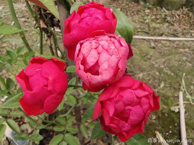 2米高紅木香，優(yōu)秀爬藤花卉基地批發(fā)價格(圖1)