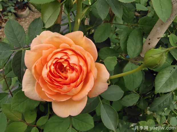 歐月濃香藤本月季，夏洛特夫人月季批發(fā)(圖1)