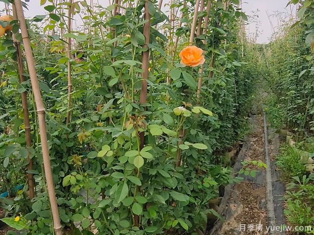 歐月濃香藤本月季，夏洛特夫人月季批發(fā)(圖3)