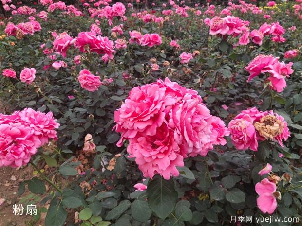 大花月季中的粉扇栽培技術(shù)，你知道嗎(圖1)