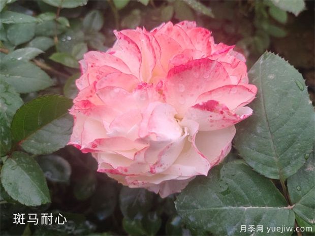 養(yǎng)盆栽月季的幾點修剪技巧，這三點來看看吧(圖1)