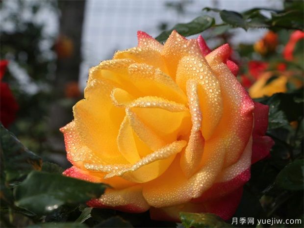 大花月季如何修剪呢？一起來看看吧(圖1)