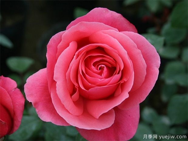 大花地栽月季，哪三點(diǎn)養(yǎng)護(hù)不可少呢？(圖1)