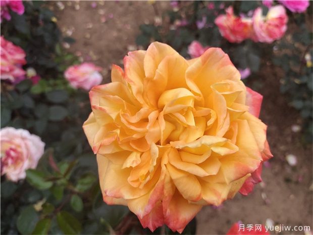 樹狀月季為什么會(huì)變形？應(yīng)該如何避免？(圖1)