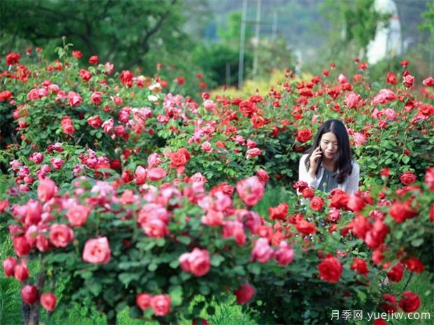 南陽月季花農(nóng)的12個(gè)月份工作安排表(圖2)