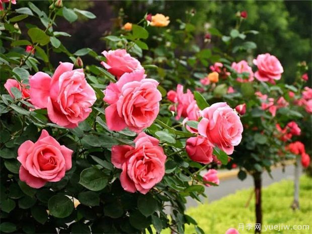 南陽月季花農(nóng)的12個(gè)月份工作安排表(圖3)