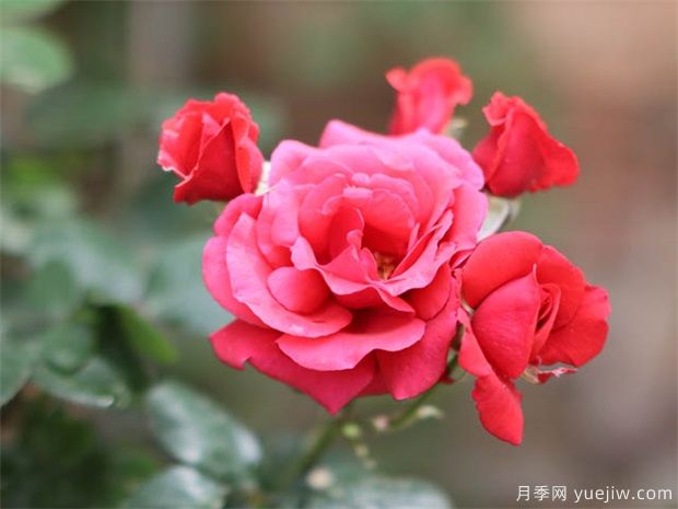 月季激素苗開(kāi)完花就枯萎，如何緩苗養(yǎng)護(hù)(圖1)