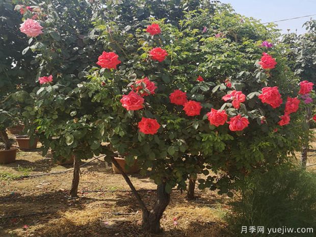盆景樹樁難搞，如何提高他們的成活率？(圖1)