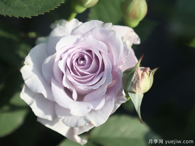 霽色月季的優(yōu)缺點(diǎn)是什么？(圖1)