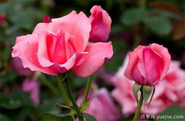 一般盆栽月季花卉什么時(shí)間修剪好？(圖1)