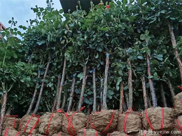 月季樹取苗土球該多大合適呢？園林綠化施工挖樹穴也有大講究(圖1)