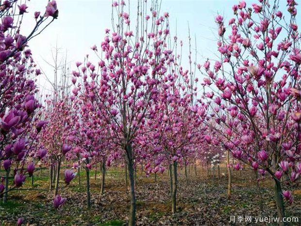 如何制作紫玉蘭盆景？南陽(yáng)紫玉蘭盆栽養(yǎng)殖方法分享(圖1)