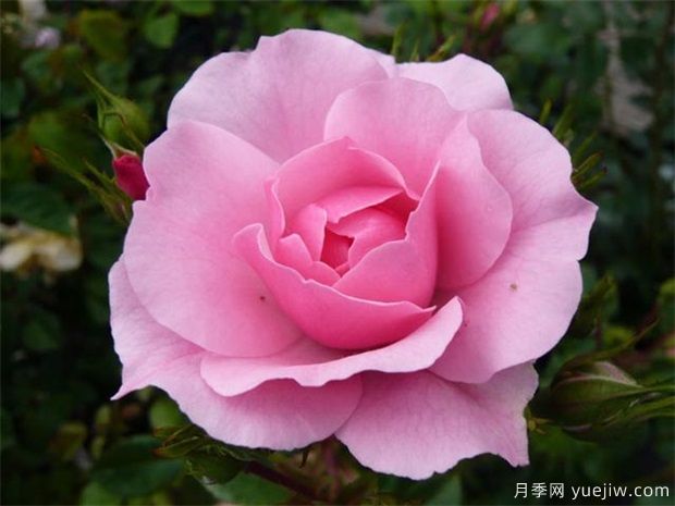 剛認(rèn)識的女孩送哪種花(圖1)