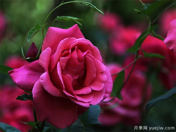 怎樣使月季冬季開花？(圖1)