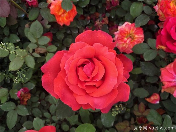 如何讓月季花月月開(kāi)花？(圖1)