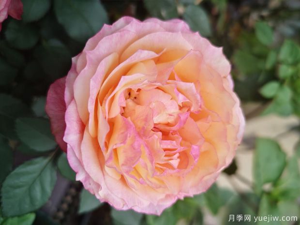 大花美人月季/彩虹陽臺(tái)月季(圖3)