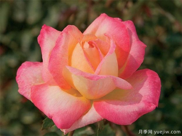 霜降來了，月季花入冬如何施肥，苗情不同方法不同(圖1)
