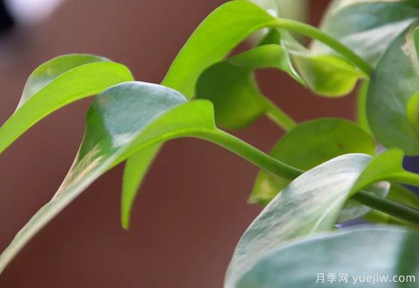 家中常見的這6種花草都有毒，平時養(yǎng)護要小心(圖1)