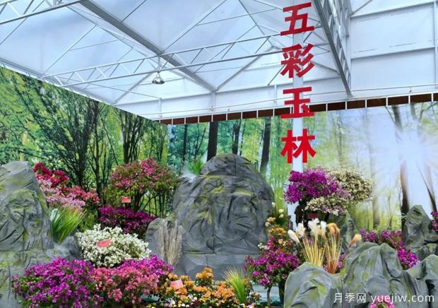 花開八桂壯美廣西，第二屆廣西花卉苗木交易會開幕(圖2)