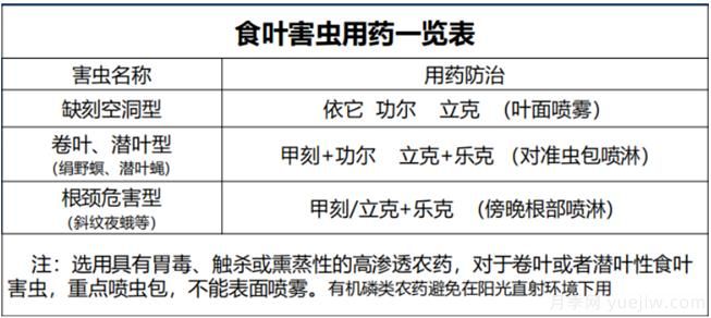 如何提高景觀花卉高發(fā)蟲害的防治效果？(圖2)