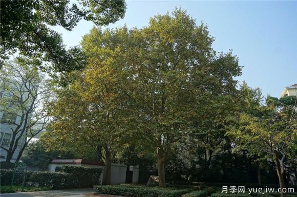 五角楓與元寶楓如何區(qū)別？三個(gè)方面輕松分辨(圖2)