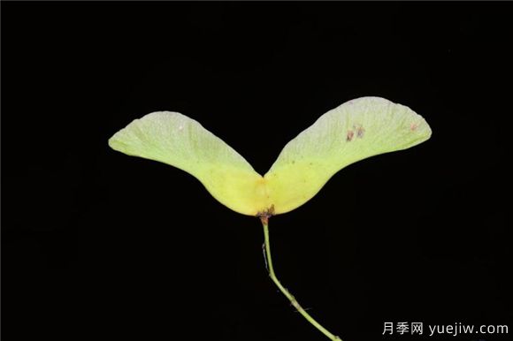 五角楓與元寶楓如何區(qū)別？三個(gè)方面輕松分辨(圖6)