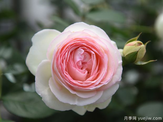 藤本月季品種推薦和日常養(yǎng)護(hù)(圖2)