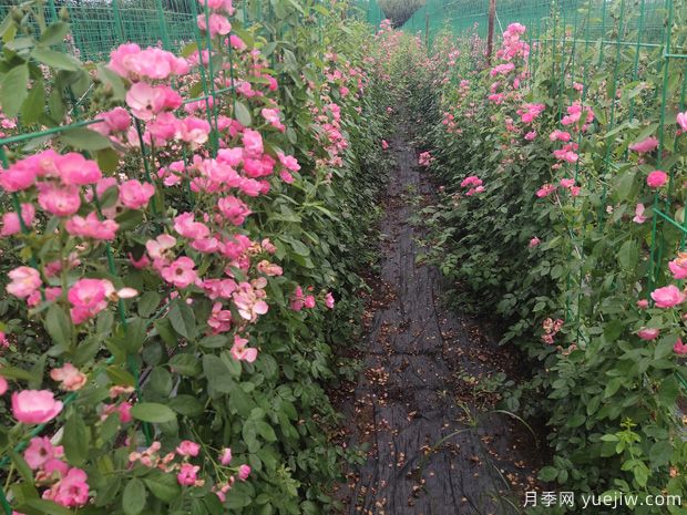 藤本月季的分類品種百科和種植養(yǎng)護(hù)辦法(圖1)