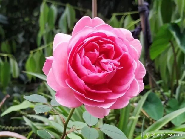 推薦8種灌木月季品種，經(jīng)典驚艷花量豐富(圖4)