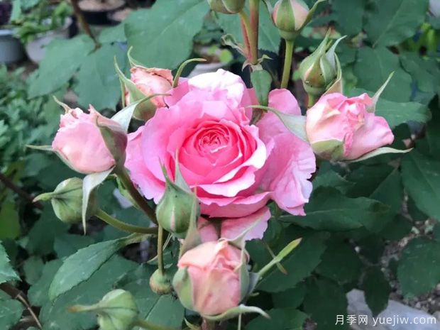 推薦8種灌木月季品種，經(jīng)典驚艷花量豐富(圖7)