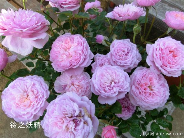 鈴之妖精為陽臺黨而生的一款微型月季花(圖1)