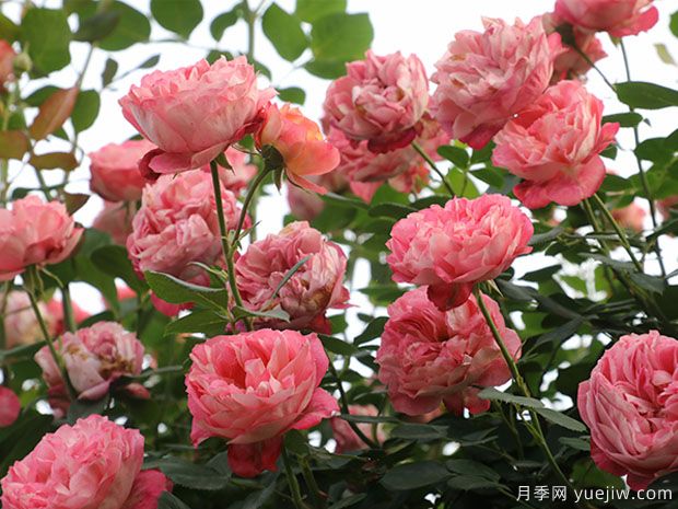 推薦5個(gè)抗病性強(qiáng)的藤本月季品種，新手輕松種植(圖1)