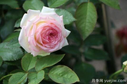 通過4點做好月季花期護(hù)理，你的月季花才能越開越好(圖1)